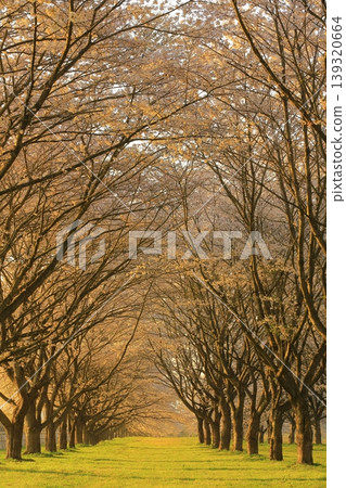 櫻花的風景 櫻花的風景 139320664