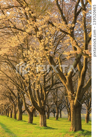 櫻花的風景 櫻花的風景 139320665