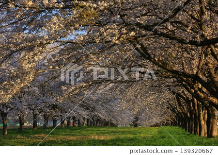 櫻花的風景 櫻花的風景 139320667