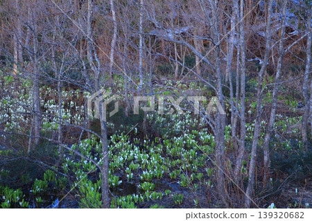 Spring wetlands, shining in the morning sun 139320682