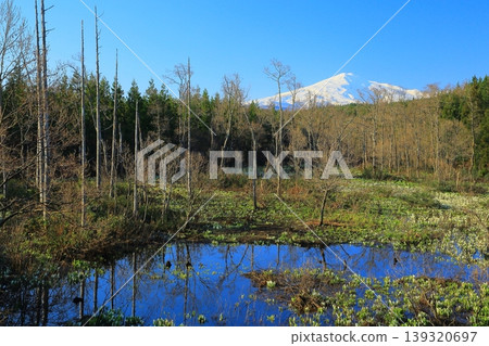 Spring wetlands, shining in the morning sun Spring wetlands, shining in the morning sun 139320697