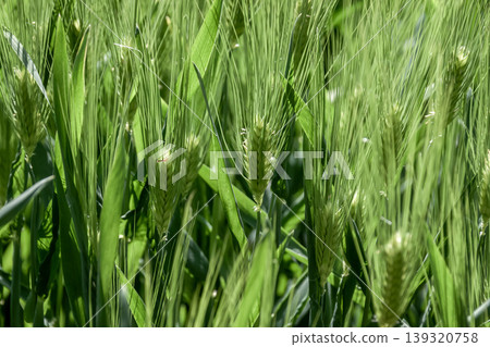 Bread wheat, a suitable ingredient for baking bread, is grown in the spring. [Grass family] 139320758