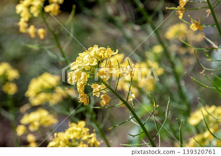 The plant from which oil is extracted, known as rapeseed flower (nanohana), is also called "nanohana" (rapeseed flower) [Brassicaceae family]. 139320761