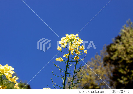 The plant from which oil is extracted, known as rapeseed flower (nanohana), is also called "nanohana" (rapeseed flower) [Brassicaceae family]. 139320762