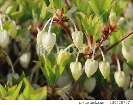 Dudedzia花 Dudedzia花 139320797