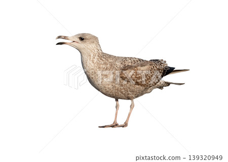 White gull Larus michahellis fuscus isolated on white background 139320949