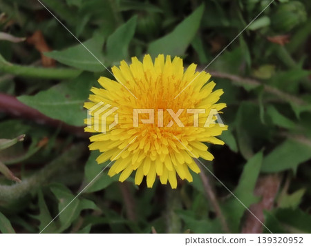 Yellow dandelion flower Yellow dandelion flower 139320952