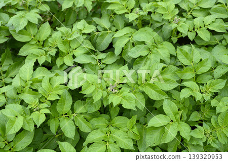 A field of potato flowers in spring. A field of potato flowers in spring. 139320953