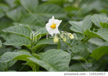 春天，一片盛開著馬鈴薯花的田野。 139320957