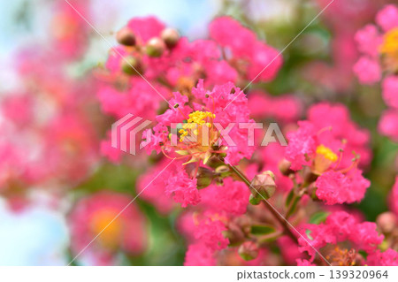Flower of crape mybs 139320964