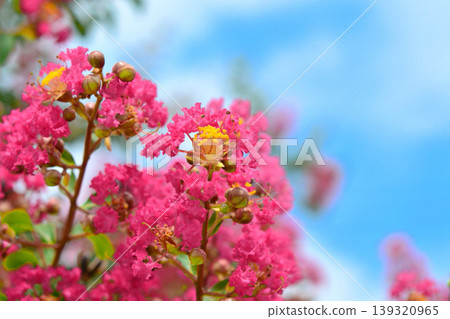 縐紗花 縐紗花 139320965
