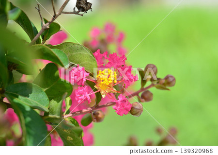 縐紗花 縐紗花 139320968