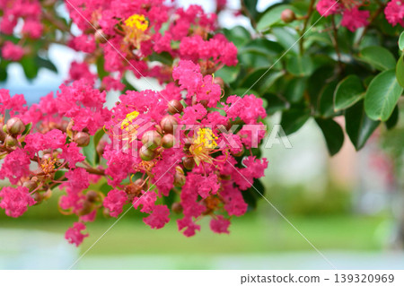 縐紗花 縐紗花 139320969