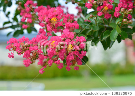 Flower of crape mybs Flower of crape mybs 139320970