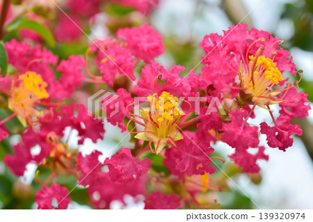 縐紗花 縐紗花 139320974