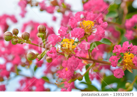 縐紗花 縐紗花 139320975