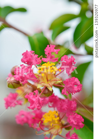 縐紗花 縐紗花 139320977