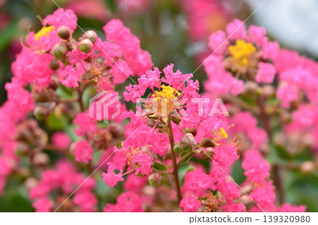 縐紗花 縐紗花 139320980