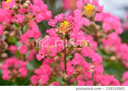 縐紗花 縐紗花 139320981