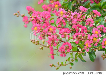 縐紗花 139320983