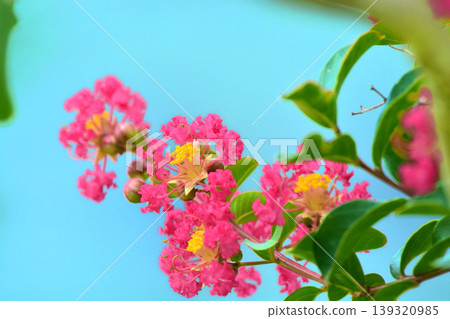 縐紗花 139320985