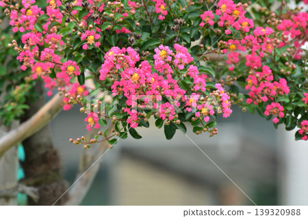 縐紗花 139320988