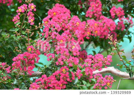 縐紗花 139320989