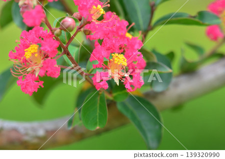 縐紗花 139320990