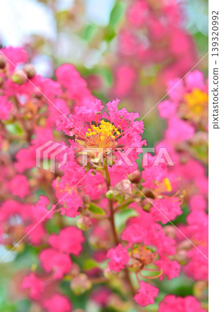 縐紗花 縐紗花 139320992