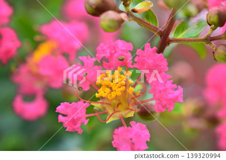 縐紗花 縐紗花 139320994