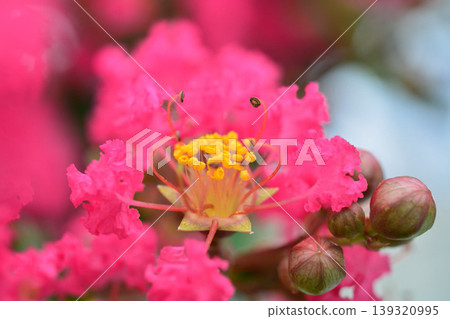 縐紗花 縐紗花 139320995