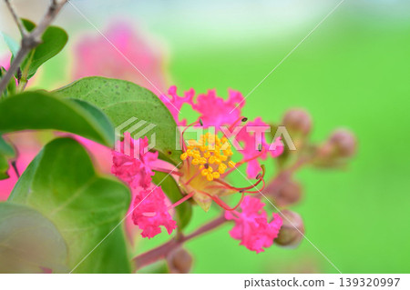 縐紗花 139320997