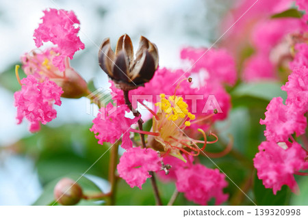 縐紗花 139320998