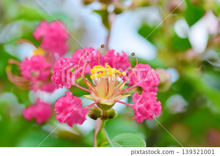 Flower of crape mybs 139321001