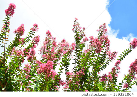 Flower of crape mybs 139321004