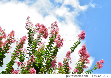 縐紗花 縐紗花 139321007