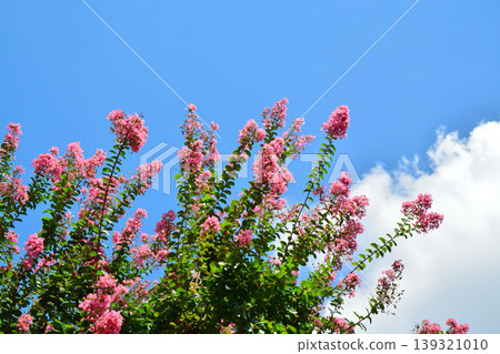 Flower of crape mybs Flower of crape mybs 139321010