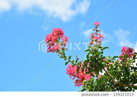 縐紗花 縐紗花 139321015