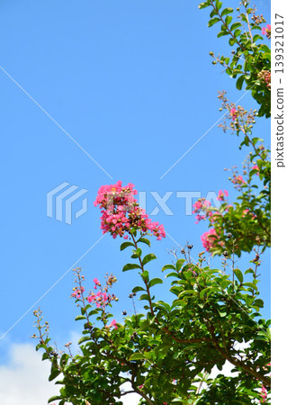 Flower of crape mybs Flower of crape mybs 139321017