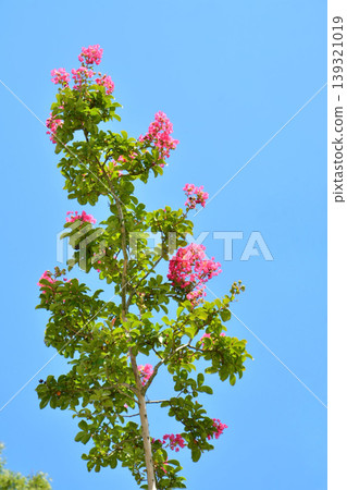 Flower of crape mybs Flower of crape mybs 139321019