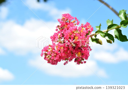 縐紗花 縐紗花 139321023
