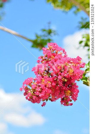 縐紗花 縐紗花 139321024