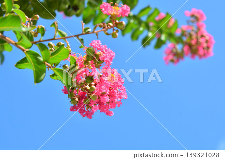 Flower of crape mybs 139321028