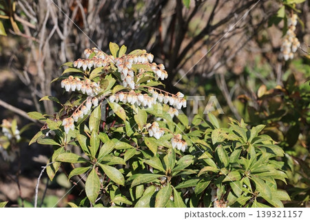 Andromeda tree and white flowers Andromeda tree and white flowers 139321157