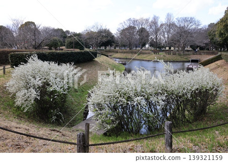 Yukiyanagi in full bloom 139321159