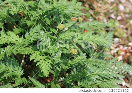 阿多尼斯花已經凋謝,葉子現在長得茂盛了。 阿多尼斯花已經凋謝,葉子現在長得茂盛了。 139321162
