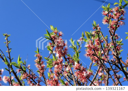 The apricot tree, its blossoms gone and new leaves emerging. The apricot tree, its blossoms gone and new leaves emerging. 139321167