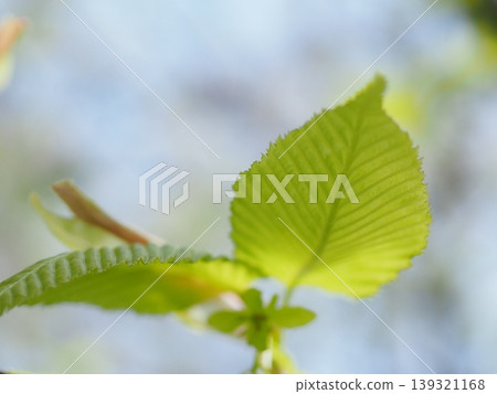 千鳥樹的嫩葉（20260417103515） 139321168