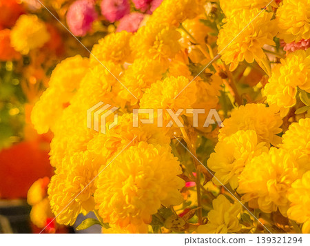 夕陽西下，菊花盛開。 139321294