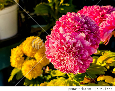 The setting sun and the vibrant chrysanthemum flowers 139321367